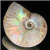 Image 1 : 85ct Opalized Ammonite Full Uncut (MIN-000262)