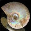 Image 2 : 85ct Opalized Ammonite Full Uncut (MIN-000262)