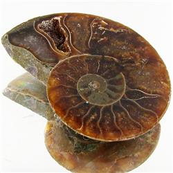 19.01ct Opalized Prehistor Ammonite Jewelry Half (GEM-30377)