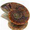 19.01ct Opalized Prehistor Ammonite Jewelry Half (GEM-30377)