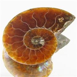 8.110ct Opalized Prehistor Ammonite Jewelry Half (GEM-30383)