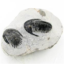 1805ct Fossilized Tribolite On Base Material (MIN-000233)