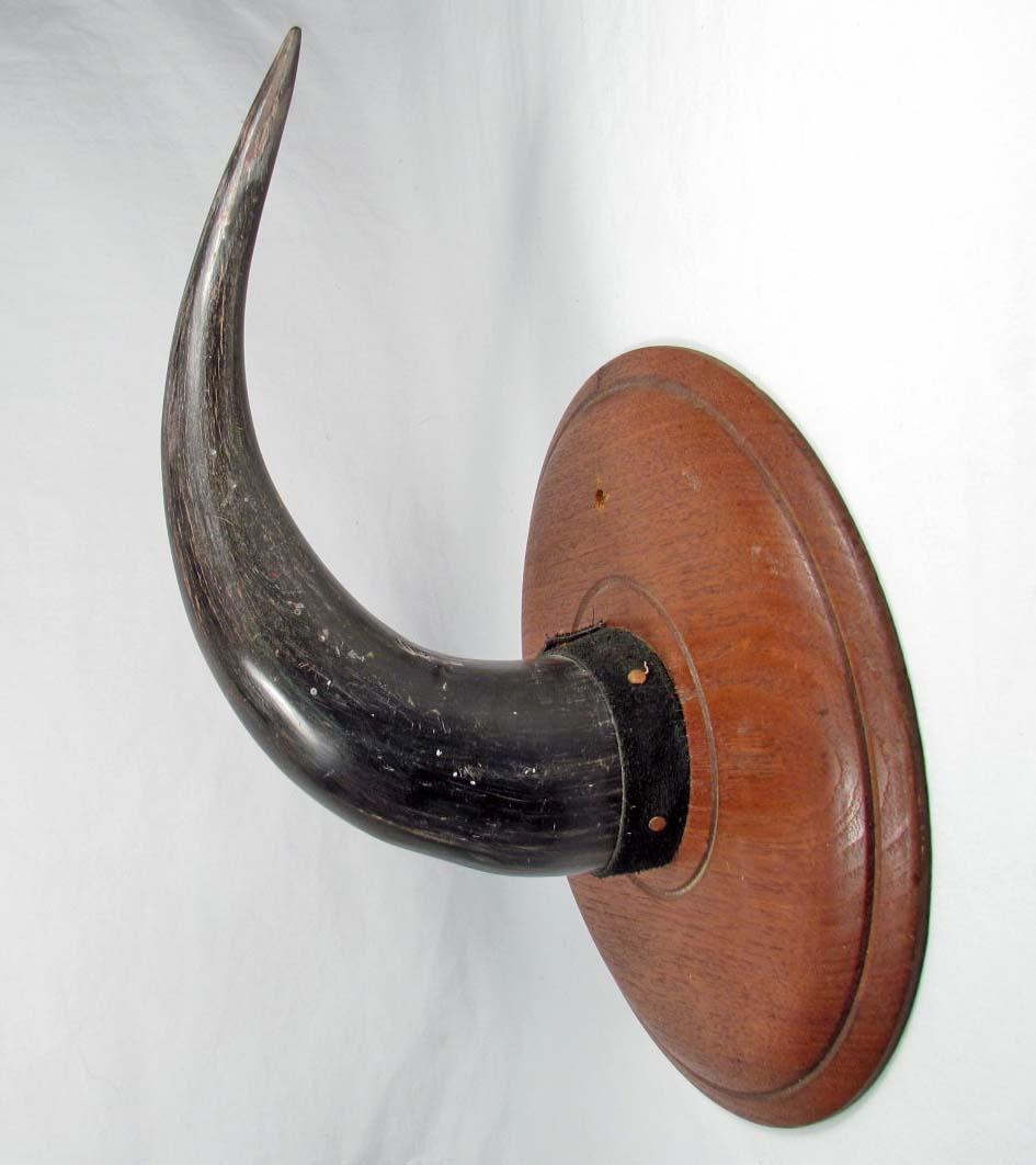 LOT OF 2 VINTAGE HORNS MOUNTED ON WOOD PALQUES