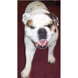 BRUISER HAWKS (NFS) SAYS "THANKS FOR YOUR BUSINESS &--KEEP ON BIDDING