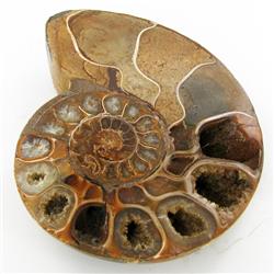 2475ct Opalized Crystalized Lg Ammonite Cut Half (MIN-000005)