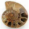 Image 1 : 2475ct Opalized Crystalized Lg Ammonite Cut Half (MIN-000005)