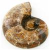 Image 2 : 2475ct Opalized Crystalized Lg Ammonite Cut Half (MIN-000005)
