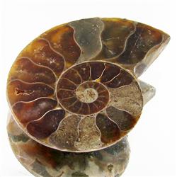 23.59ct Opalized Prehistor Ammonite Jewelry Half (GEM-30367)