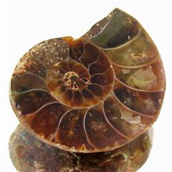 21.78ct Opalized Prehistor Ammonite Jewelry Half (GEM-30355)
