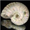 Image 1 : 105ct Opalized Ammonite Full Uncut (MIN-000261)