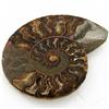 Image 1 : 1155ct Opalized Crystalized Lg Ammonite Cut Half (MIN-000009)