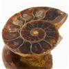 17.00ct Opalized Prehistor Ammonite Jewelry Half (GEM-30400)