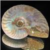 Image 1 : 230ct Opalized Ammonite Full Uncut (MIN-000253)
