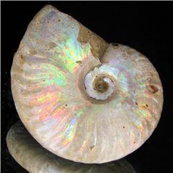 85ct Opalized Ammonite Full Uncut (MIN-000262)