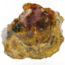 6170ct Vibrant Color Petrified Wood Cut Slab (MIN-000043)