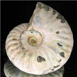 135ct Opalized Ammonite Full Uncut (MIN-000266)