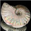 Image 2 : 135ct Opalized Ammonite Full Uncut (MIN-000266)