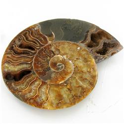 1300ct Opalized Crystalized Lg Ammonite Cut Half (MIN-000015)