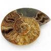 Image 1 : 1300ct Opalized Crystalized Lg Ammonite Cut Half (MIN-000015)