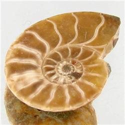 5.09ct Opalized Prehistor Ammonite Jewelry Half (GEM-30504)