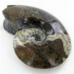 5130ct Fire Polished Lg Fossilized Ammonite Whole (MIN-000003)