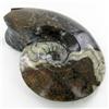 Image 1 : 5130ct Fire Polished Lg Fossilized Ammonite Whole (MIN-000003)