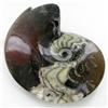 Image 2 : 5130ct Fire Polished Lg Fossilized Ammonite Whole (MIN-000003)