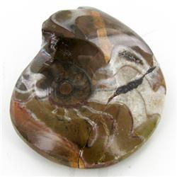 315ct Fire Polished Fossilized Ammonite Whole (MIN-000019)