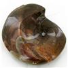 Image 2 : 315ct Fire Polished Fossilized Ammonite Whole (MIN-000019)