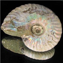 235ct Opalized Ammonite Full Uncut (MIN-000263)