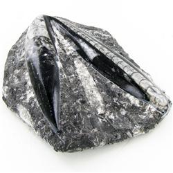 1735ct Orthoceras Fossil Cluster (MIN-000055)