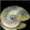 Image 1 : 270ct Opalized Ammonite Full Uncut (MIN-000271)