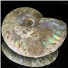 Image 2 : 270ct Opalized Ammonite Full Uncut (MIN-000271)