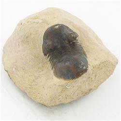 1020ct Fossilized Tribolite On Base Material (MIN-000235)
