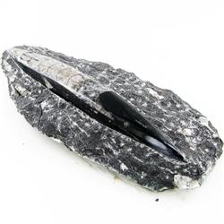 2305ct Orthoceras Fossil Cluster (MIN-000056)