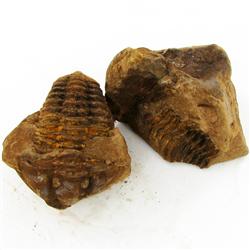 410ct Natural Tribolite Fossil Uncleaned In Nodule (MIN-000211)