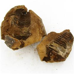 785ct Natural Tribolite Fossil Uncleaned In Nodule (MIN-000207)