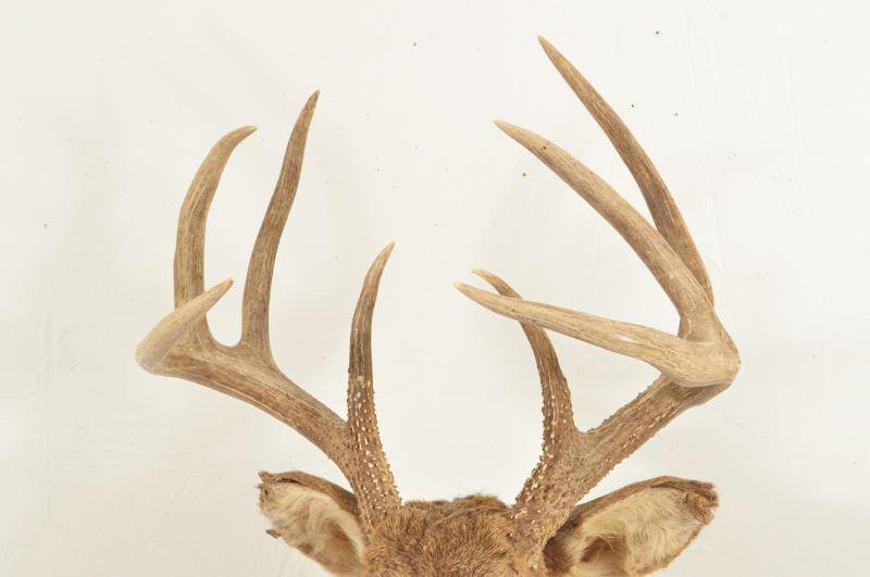8 Point Whitetail Buck Shoulder Mount