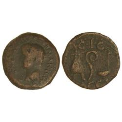Semis. -  ÉPOCA DE CALÍGULA. -  ACCI. -  Anv.: (C. CAESAR AVG.). GERMANICVS. Cabeza de Calígula a iz