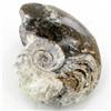 Image 2 : 290ct Fire Polished Fossilized Ammonite Whole (MIN-000024)