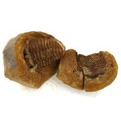 1115ct Natural Tribolite Fossil Uncleaned In Nodule (MIN-000203)