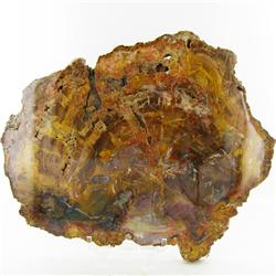 6015ct Vibrant Color Petrified Wood Cut Slab (MIN-000044)