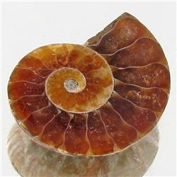 6.37ct Opalized Prehistor Ammonite Jewelry Half (GEM-30491)