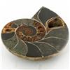 Image 1 : 970ct Opalized Crystalized Lg Ammonite Cut Half (MIN-000017)