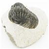 Image 1 : 1430ct Fossilized Tribolite On Base Material (MIN-000224)