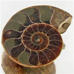 17.56ct Opalized Prehistor Ammonite Jewelry Half (GEM-30507)
