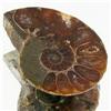 11.53ct Opalized Prehistor Ammonite Jewelry Half (GEM-30395)