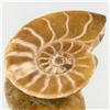5.09ct Opalized Prehistor Ammonite Jewelry Half (GEM-30504)