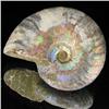 Image 1 : 95ct Opalized Ammonite Full Uncut (MIN-000256)