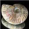 Image 2 : 95ct Opalized Ammonite Full Uncut (MIN-000256)